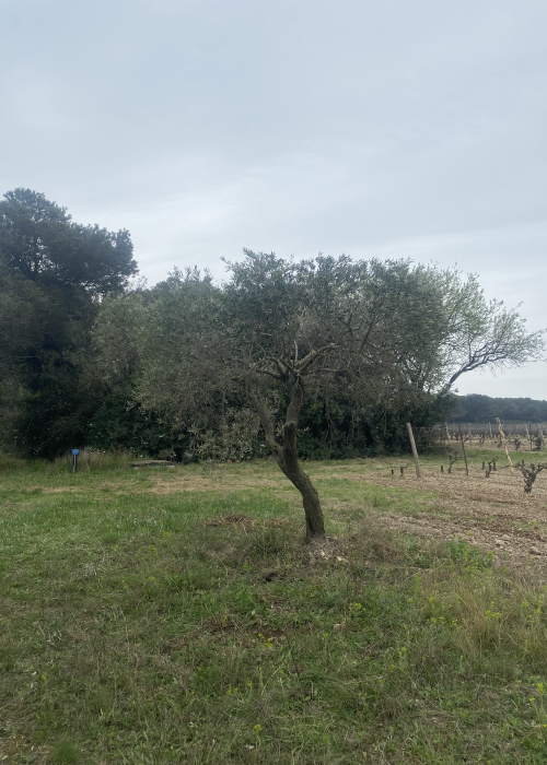 entretien jardin pignan