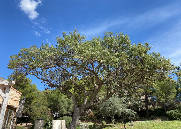 taille abre pignan