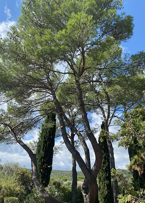 taille arbre pignan