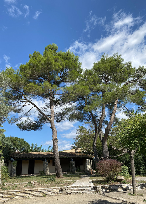 taille arbre pignan